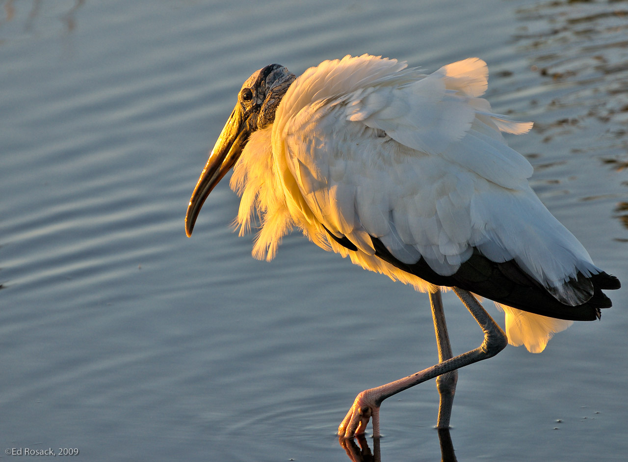 Sunrise stalking stork- A Wood Stork in the early morning light along Blackpoint Wildlife Drive.  I thought about submitting this to a photo contest because I really like the lighting.  But wood storks are very ugly birds.