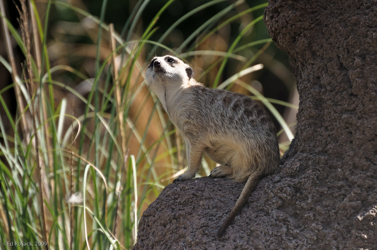 Meerkat- Pangani Forest Exploration Trail, at Disney's Animal Kingdom