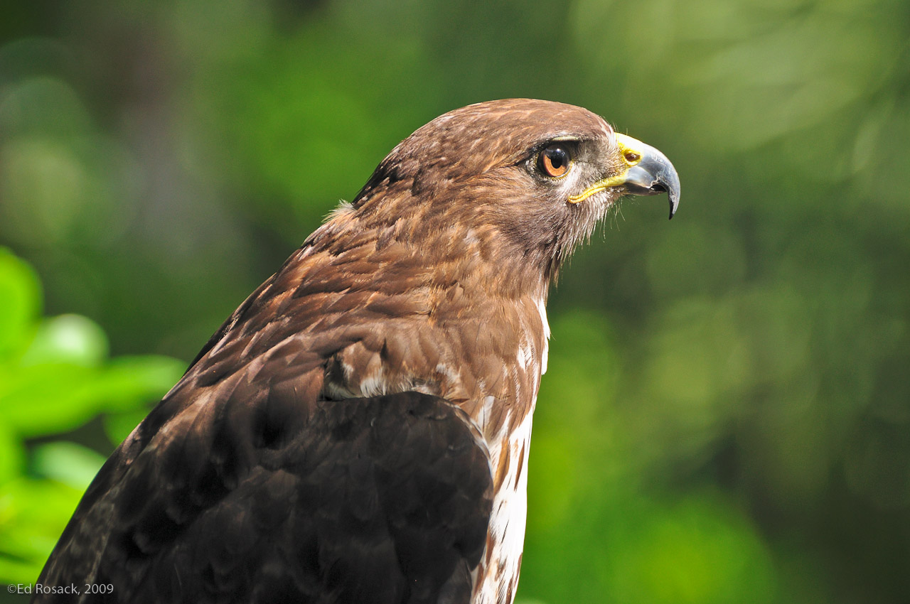 Recovering Hawk- At the Audubon Birds of Prey center in Maitland, FL.