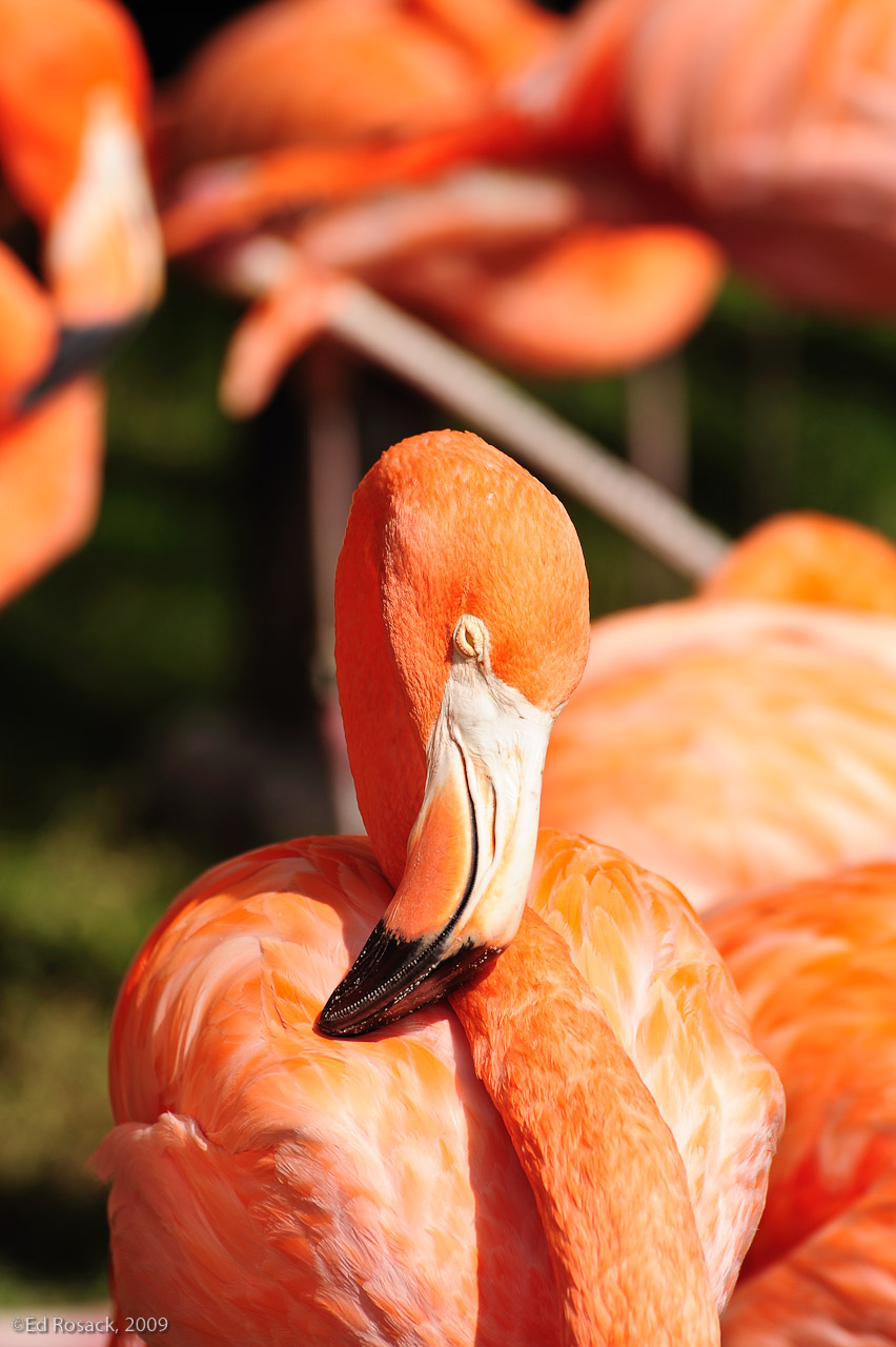 Napping Flamingo- From our trip to Seaworld
