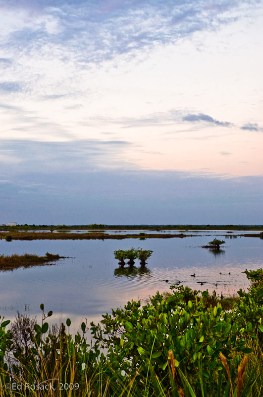 Mangroves and clouds