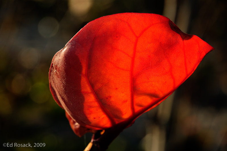 leaf, light