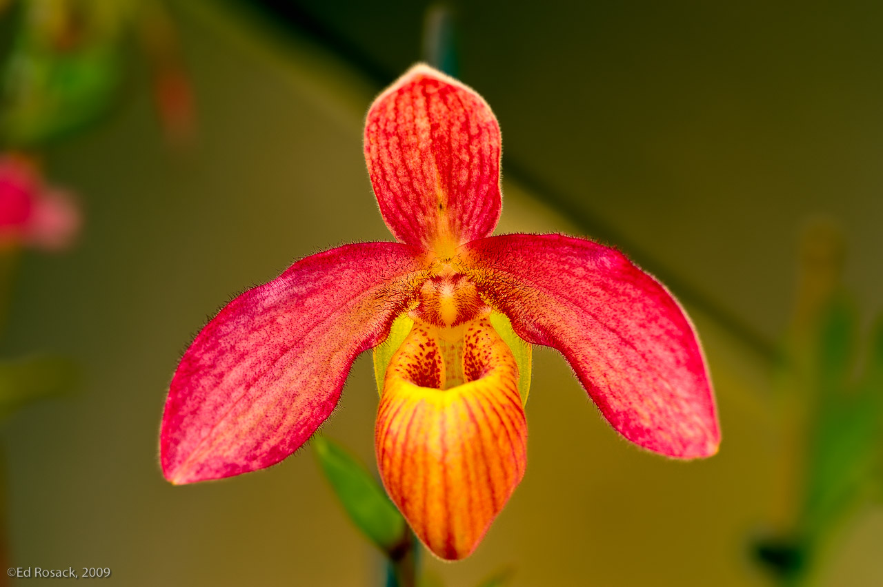 Orchid-