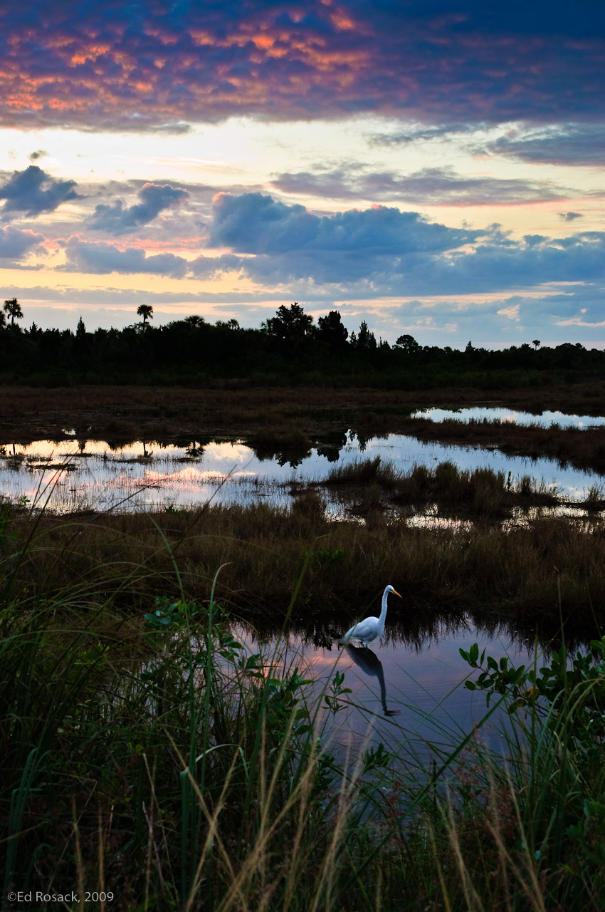 Wading egret at sunrise- Blackpoint Wildlife Drive