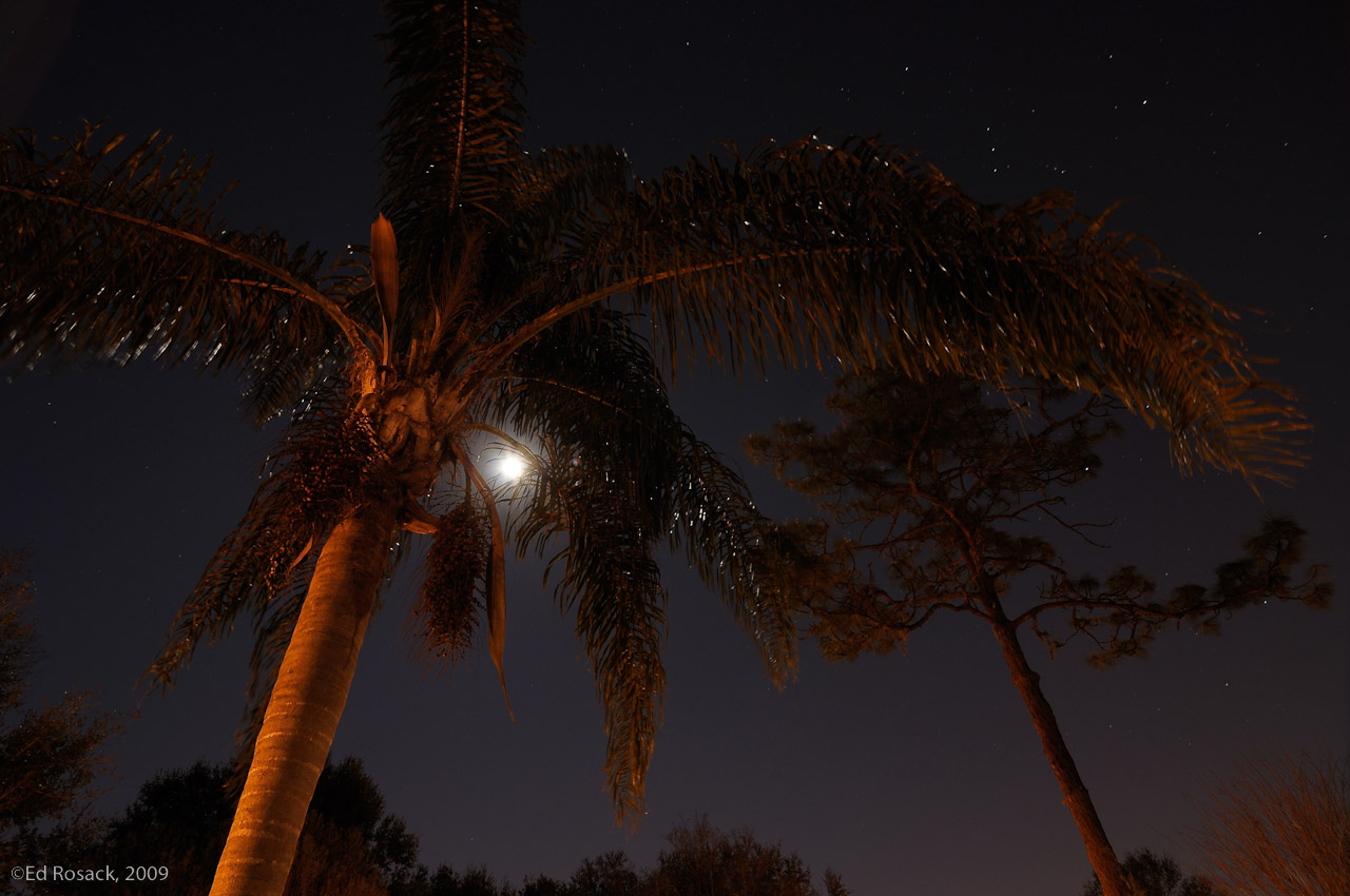 Moon, pine, palm, Orion- A long exposure night scene from my front porch showing the moon and the constellation Orion.