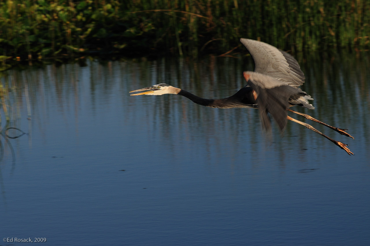 Great Blue Heron in flight- This heron didn't like me aiming my camera at it.  It's making a lot of noise as it leaves the area.  I was able to pan with it's motion to get a sharp shot.