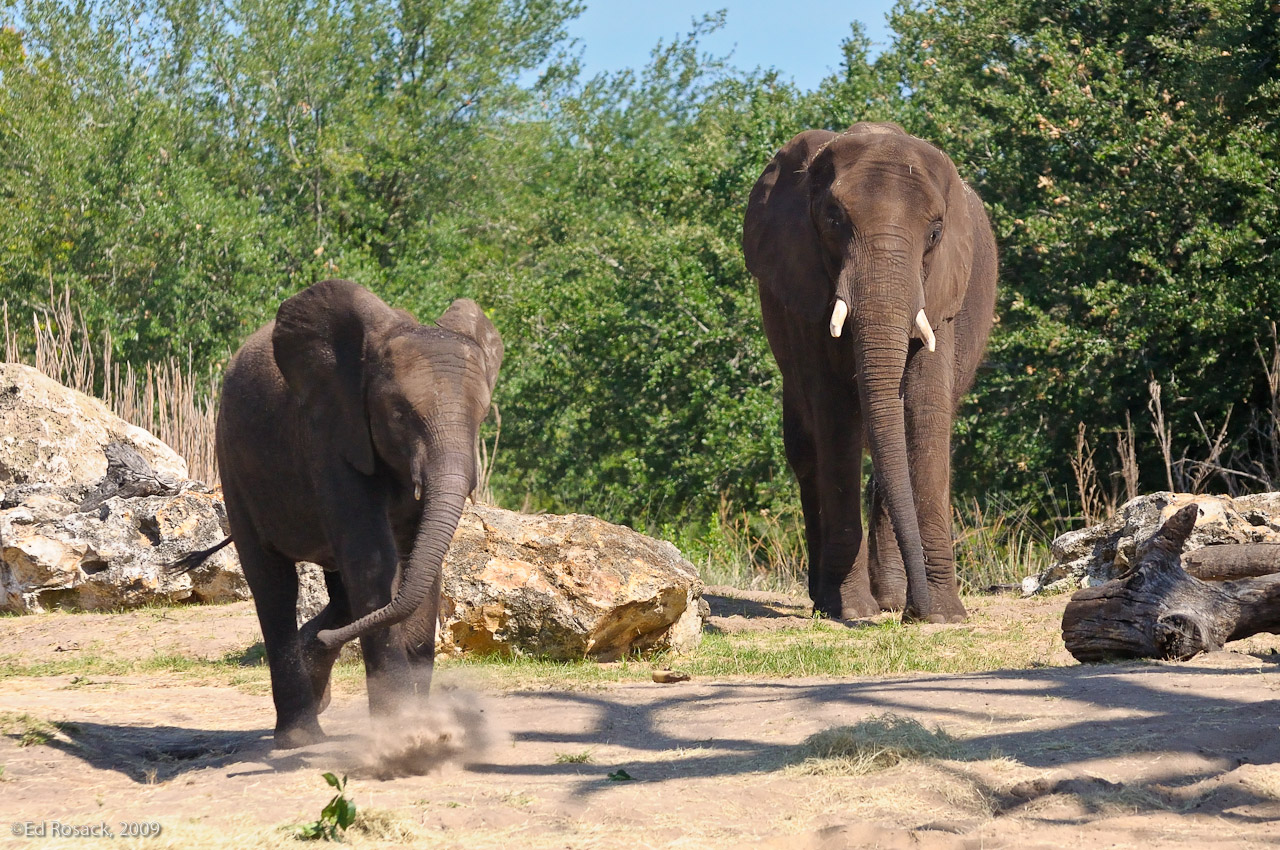 Mother and baby elephants- At the Disney Animal Kingdom Kilimanjaro Safari
