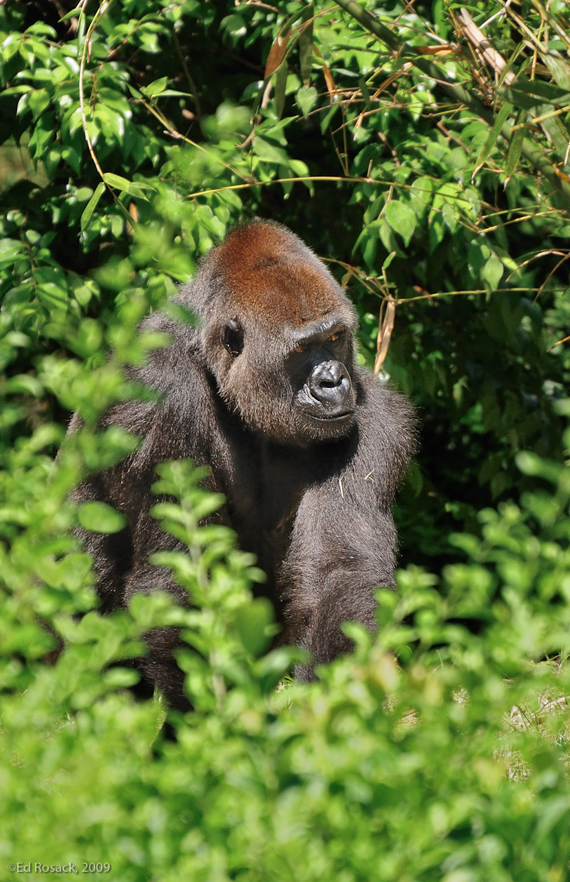Gorilla watching people- Pangani Forest Exploration Trail, Disney's Wild Kingdom
