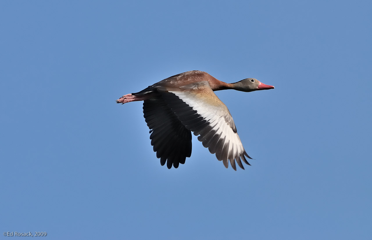 Black-bellied Whistling-Duck in flight- We saw this unusual and photogenic duck at Orlando Wetlands Park.
