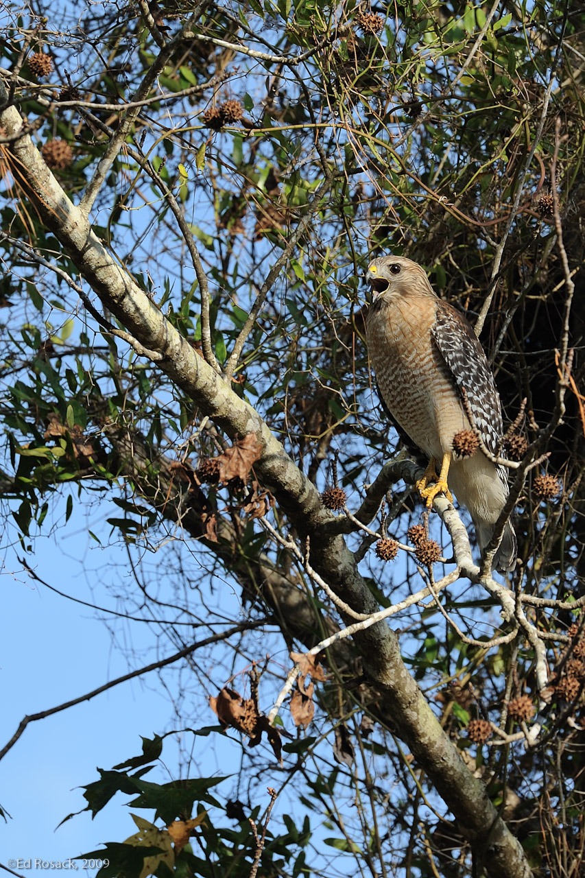 Screaming Hawk- A Red Shouldered Hawk in the park off of Winter Springs Road