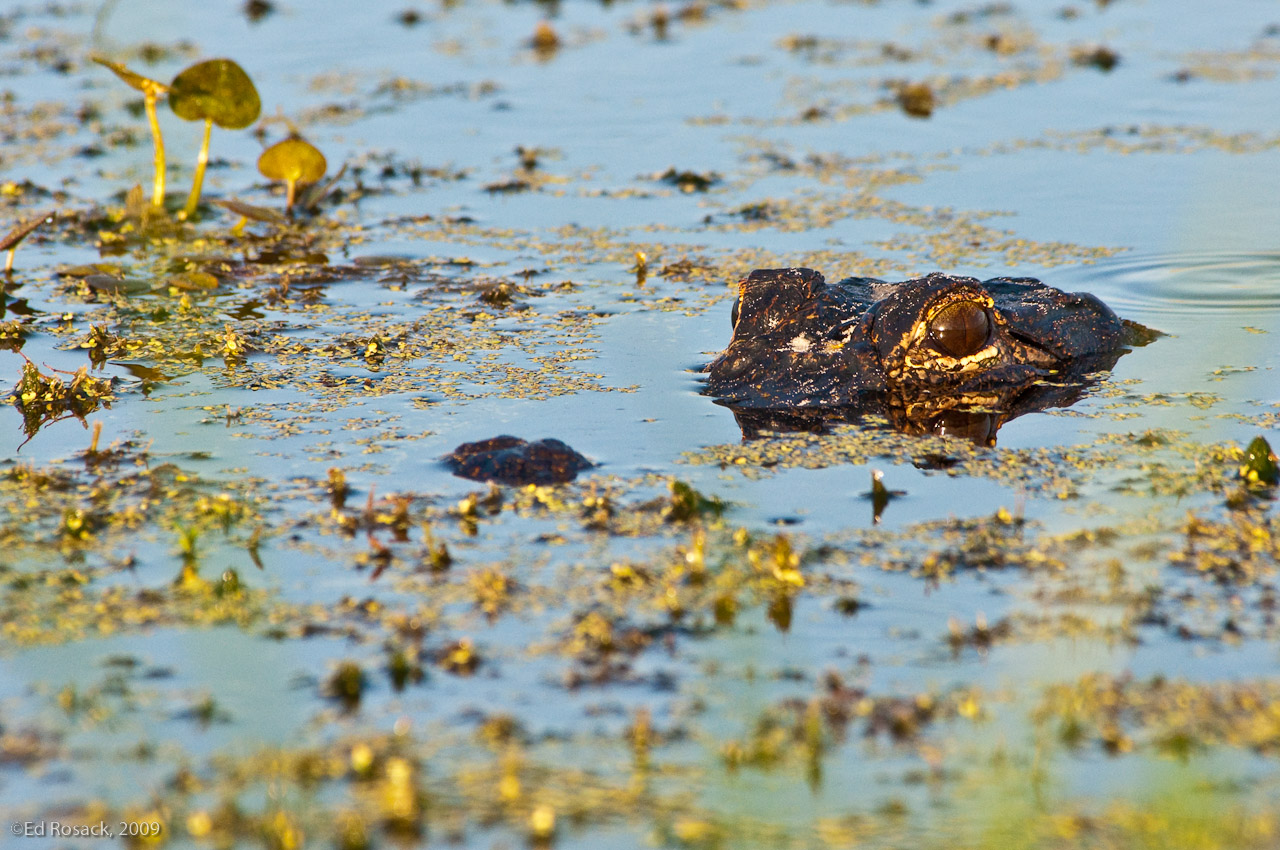 Reptile eye reflections- A gator's eye reflects the scene as it stares at the photographer.