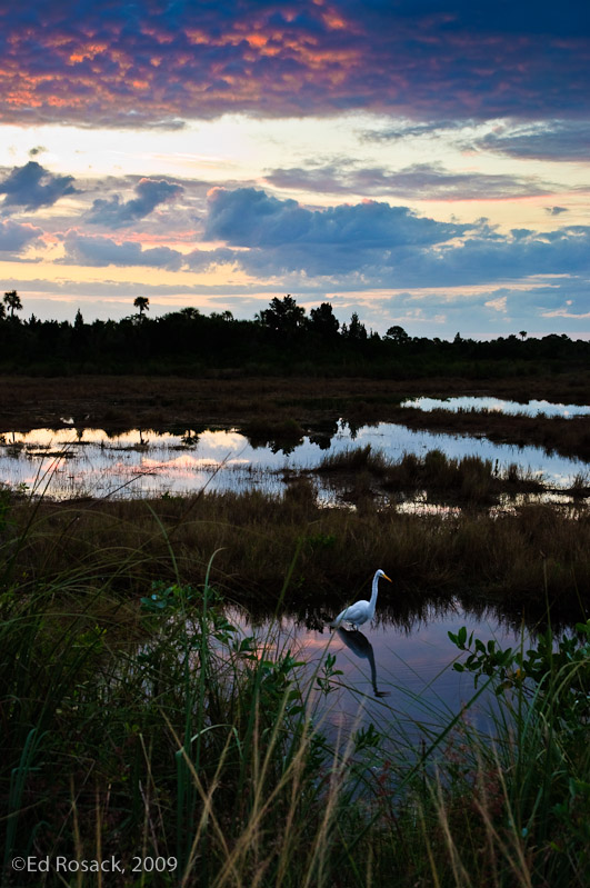 Wading egret at sunrise