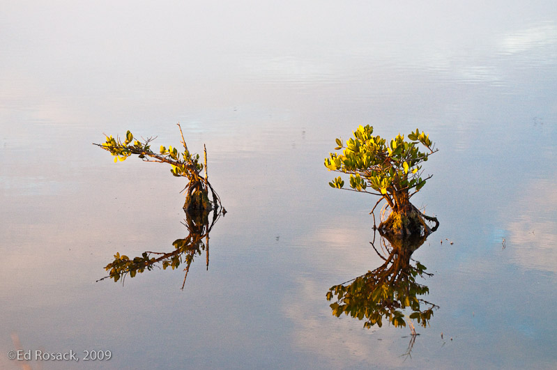 Mangroves in calm water