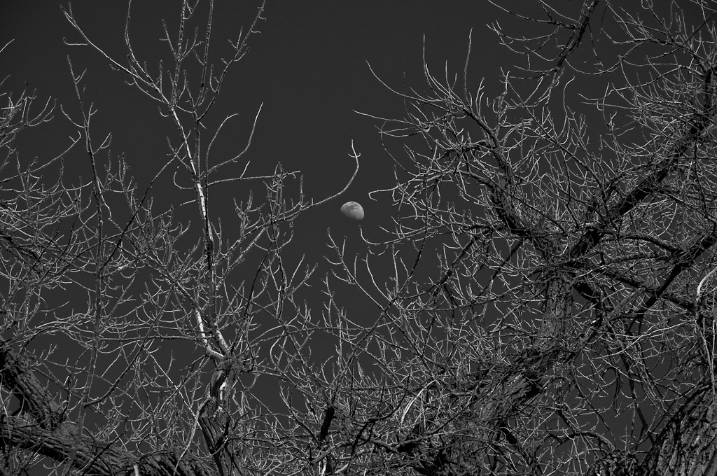Black and White Moon and Tree
