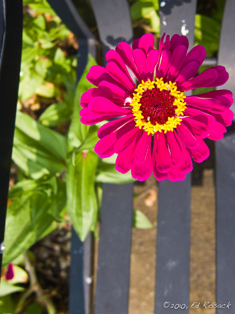 City Park: Flower growing through bench