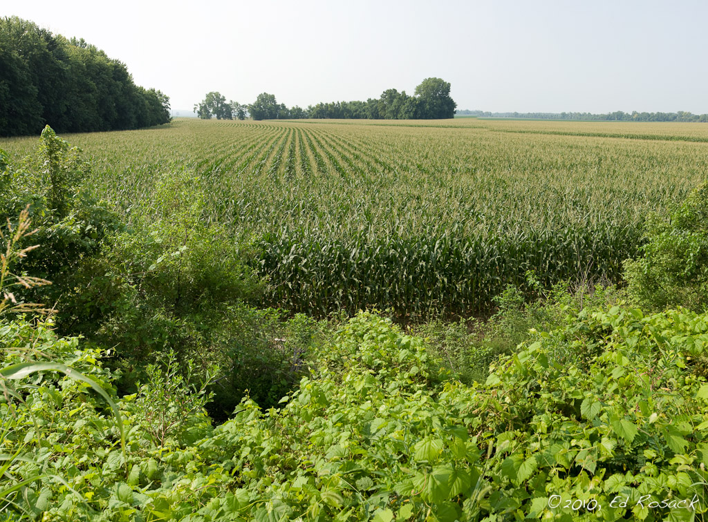 Corn field: There's a whole lot of this in Indiana