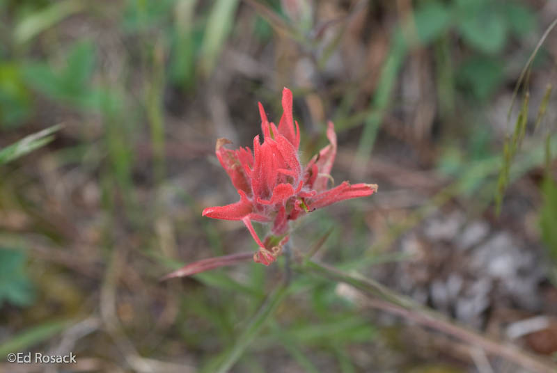 Mount Evans wildflowers         (DSC_4819: 3872 x 2592 Pixels)  