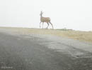 Deer on Mount Evans         (DSCN0233: 3264 x 2448 Pixels)  