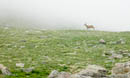 Deer on Mount Evans         (DSCN0237: 3264 x 2448 Pixels)  