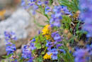 Mount Evans wildflowers         (DSC_4816: 3872 x 2592 Pixels)  
