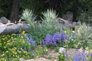 Mount Evans wildflowers         (DSC_4818: 3872 x 2592 Pixels)  