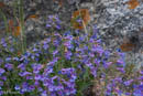 Mount Evans wildflowers         (DSC_4820: 3872 x 2592 Pixels)  