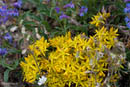 Mount Evans wildflowers         (DSC_4821: 3872 x 2592 Pixels)  