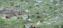 Elk herd near mile marker 8 on Mount Evans         (DSC_4831_2_3-pano: 6696 x 3146 Pixels)  