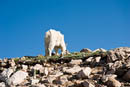 Mountain goats         (DSC_4861: 3872 x 2592 Pixels)  