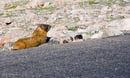 Mount Evans Marmot - getting some sun         (DSC_4864: 3872 x 2592 Pixels)  