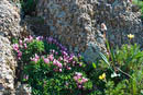 Mount Evans wildflowers         (DSC_4925: 3872 x 2592 Pixels)  