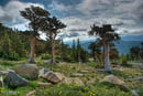 Mount Evans - bristlecone pine         (DSC_4932_3_4EnhancerPS: 3900 x 2613 Pixels)  