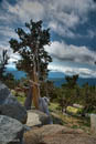 Mount Evans - bristlecone pine         (DSC_4935_6_7EnhancerPS: 2613 x 3900 Pixels)  