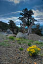 Mount Evans wildflowers and bristlecone pine         (DSC_4941_2_3EnhancerPS: 2613 x 3900 Pixels)  